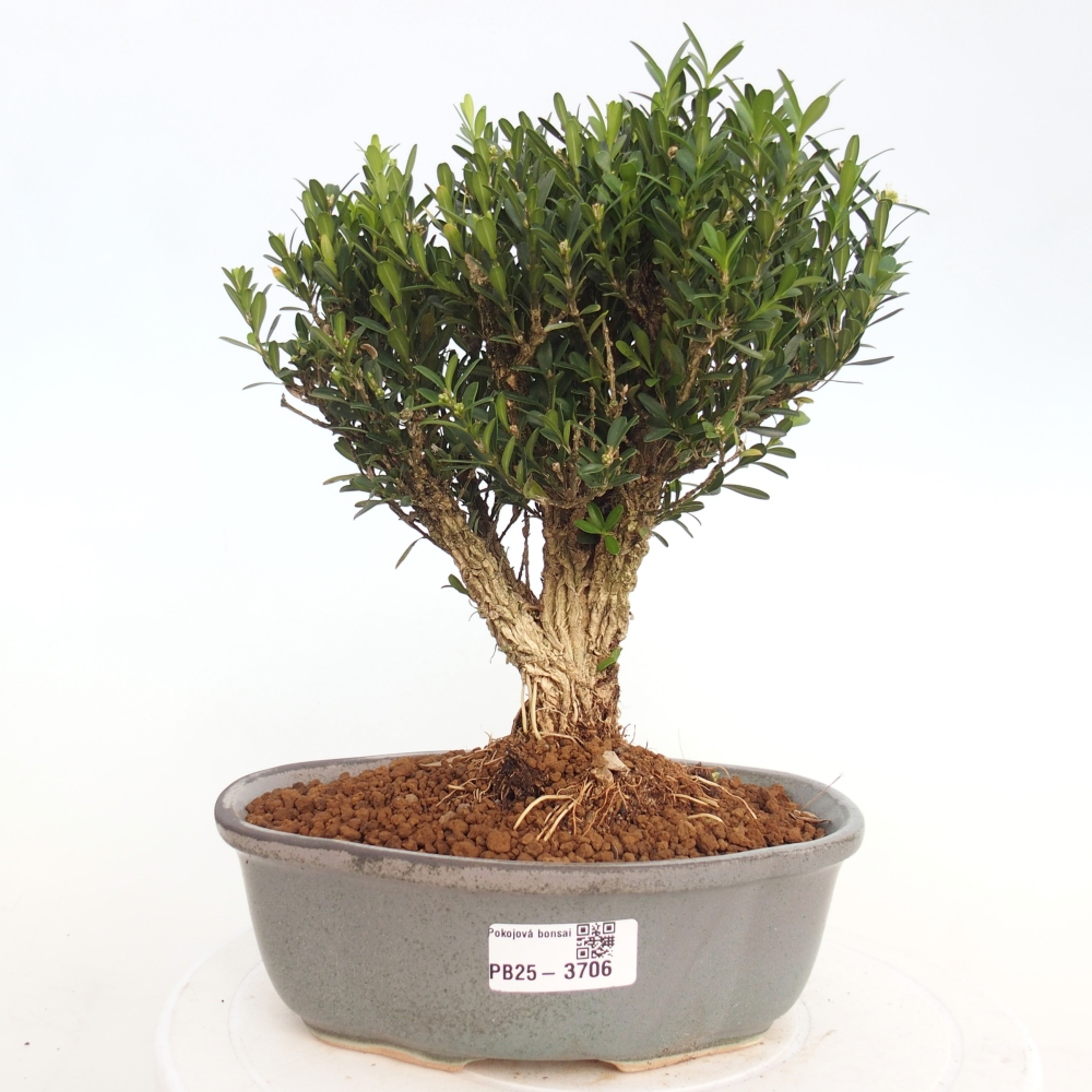 Kryty bonsai - Buxus harlandii - Bukszpan korkowy