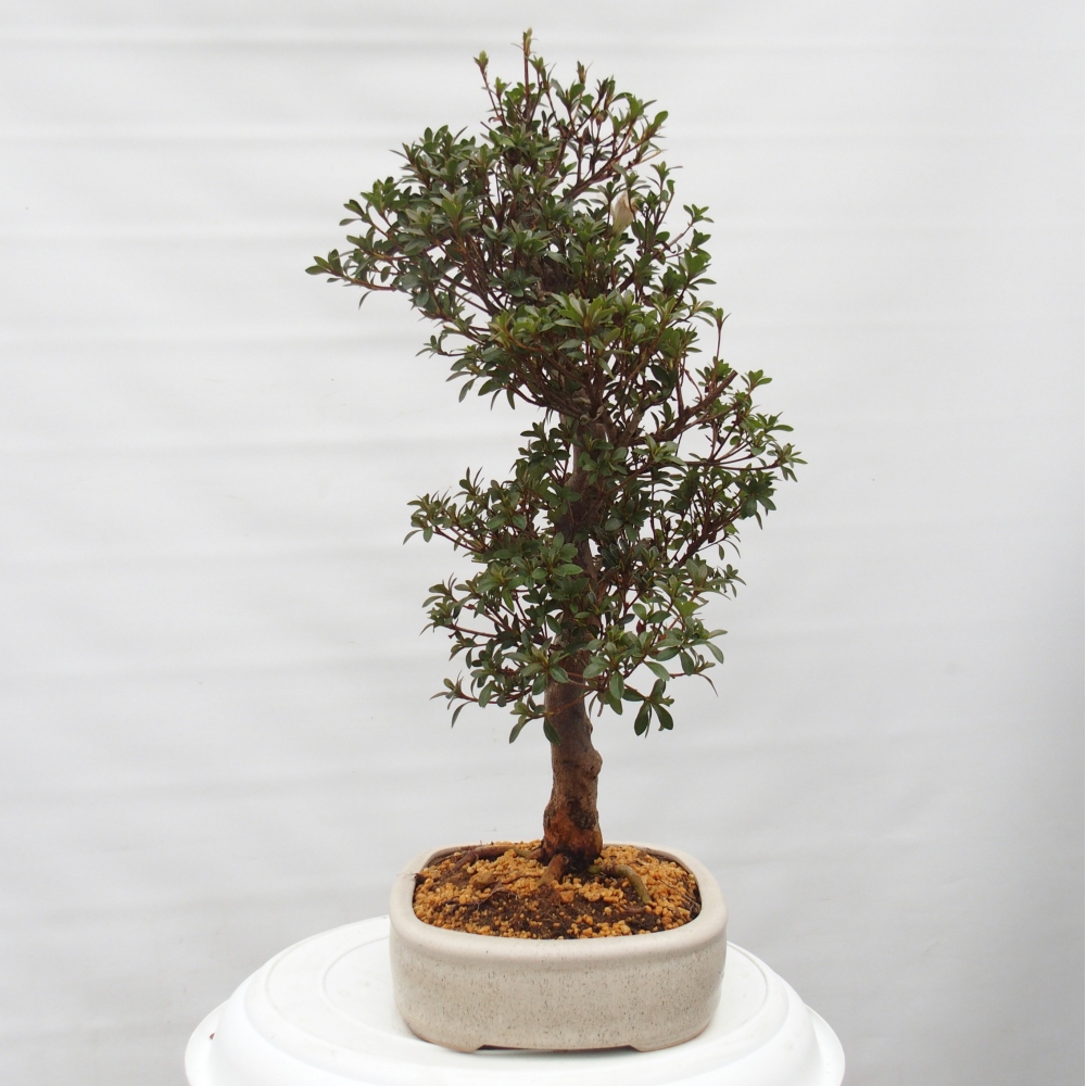 Bonsai zewnętrzne - Azalia japońska - Azalia Hanatsuzuri