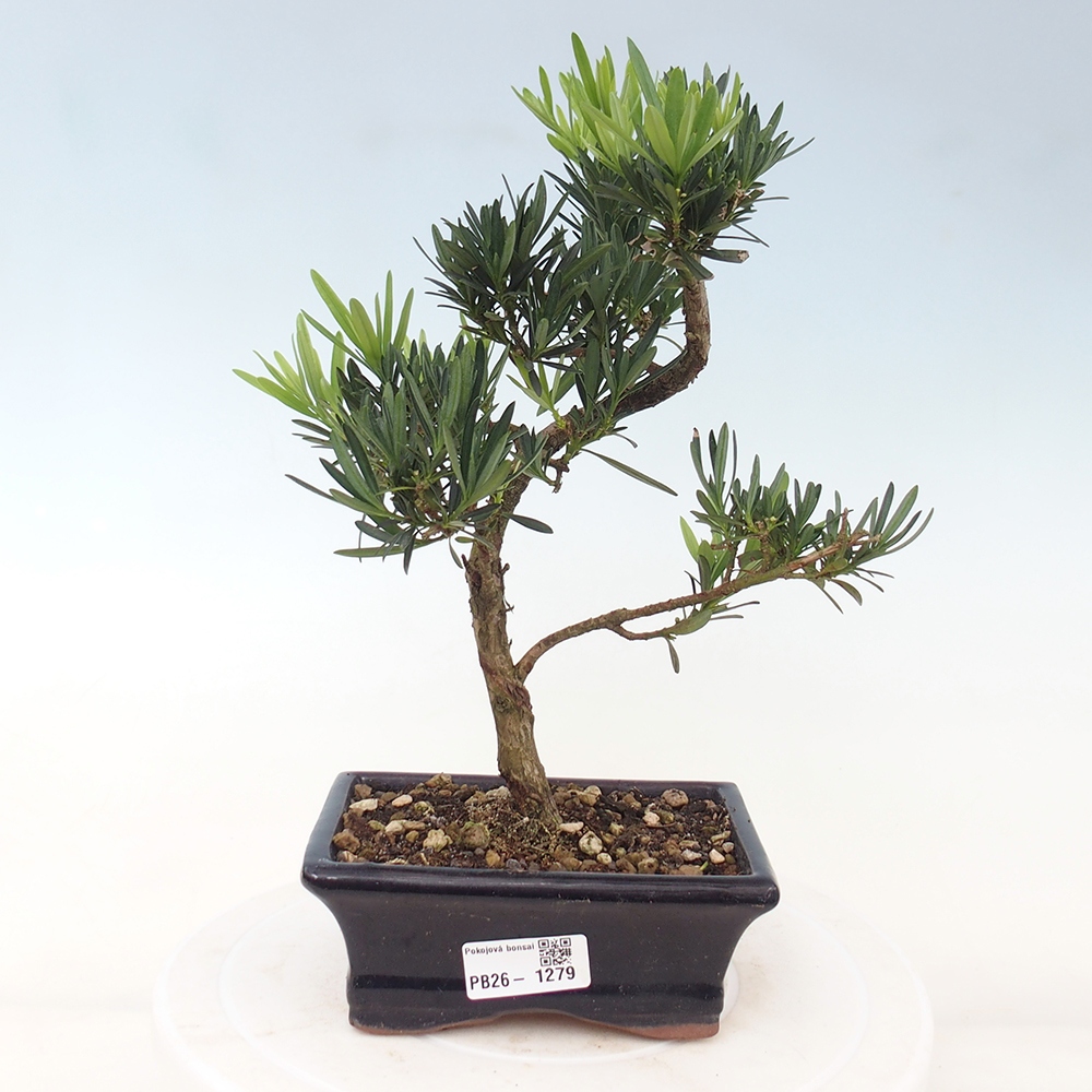 Pokój bonsai - Podocarpus - Kamienny cis