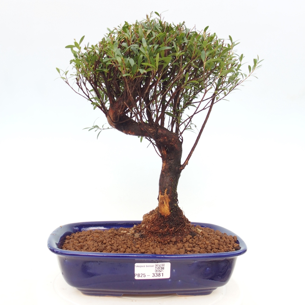 Pokój bonsai - Syzygium - Pimento