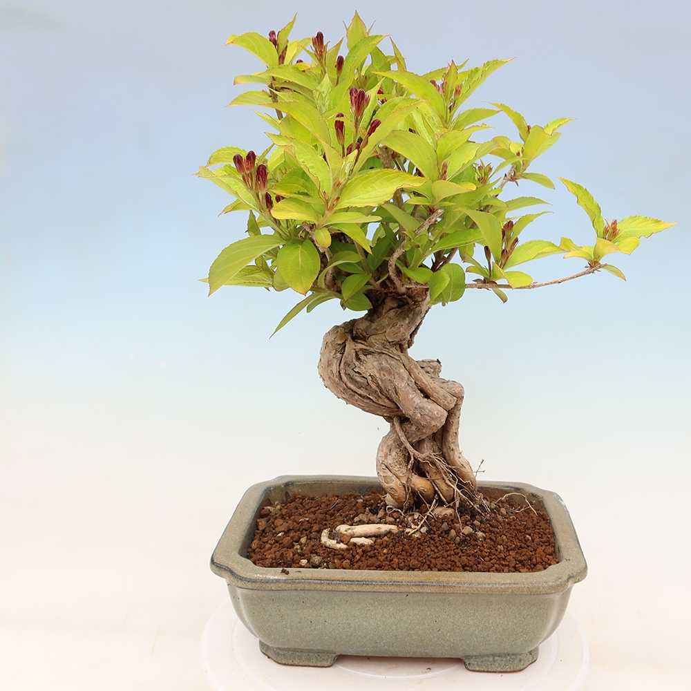 Bonsai ogrodowe – Weigela subsessilis – Weigela koreańska