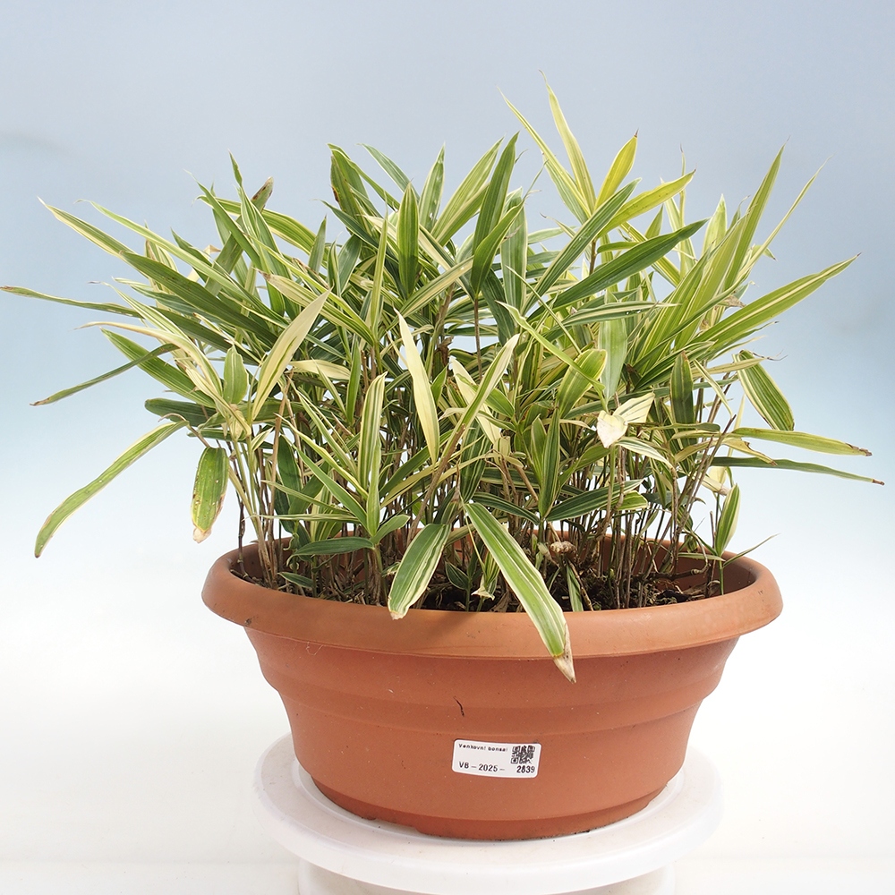 Bonsai zewnętrzne - Sasaella masamuneana Albostriata - Bambus