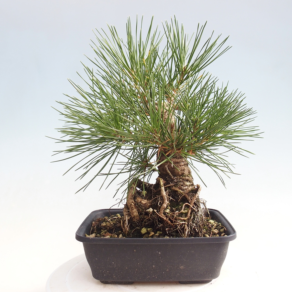 Outdoor bonsai - Pinus thunbergii - sosna Thunberga