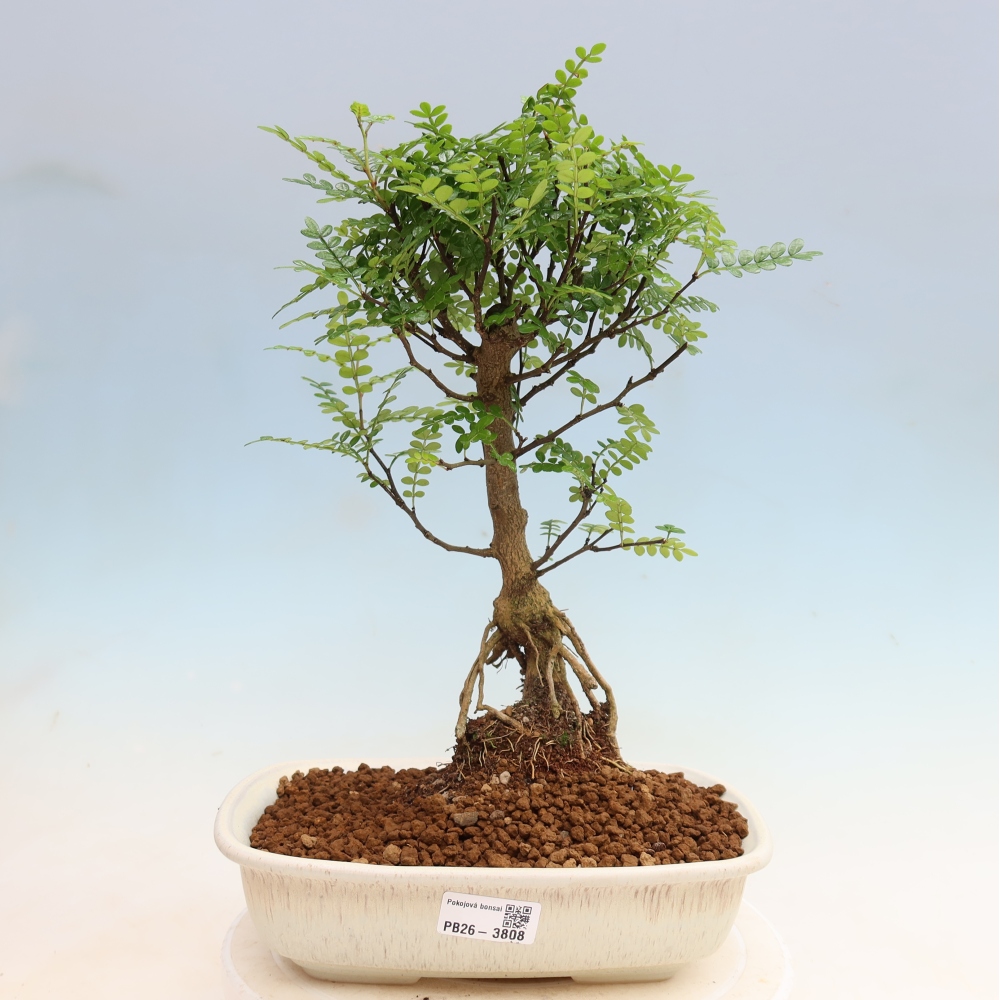 Pokój bonsai - Zantoxylum piperitum - drzewo pieprzowe