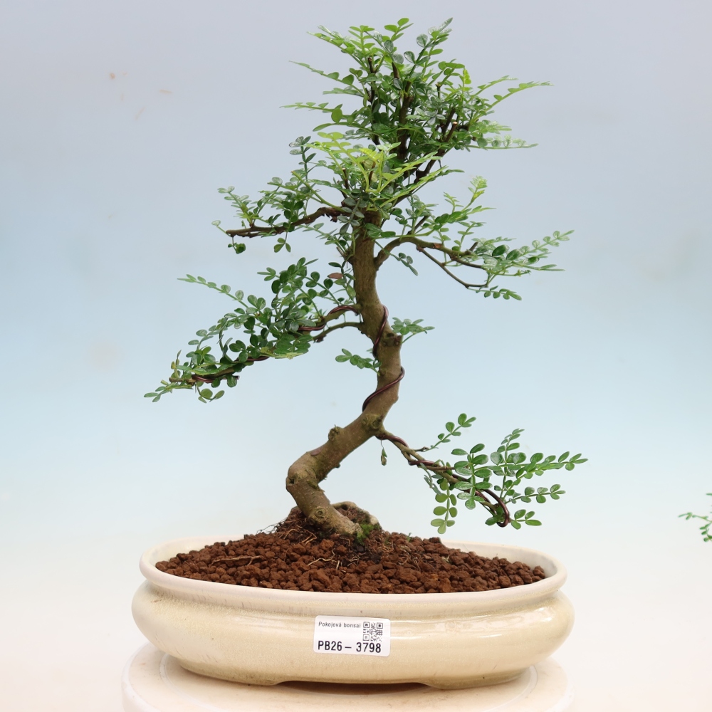 Pokój bonsai - Zantoxylum piperitum - drzewo pieprzowe