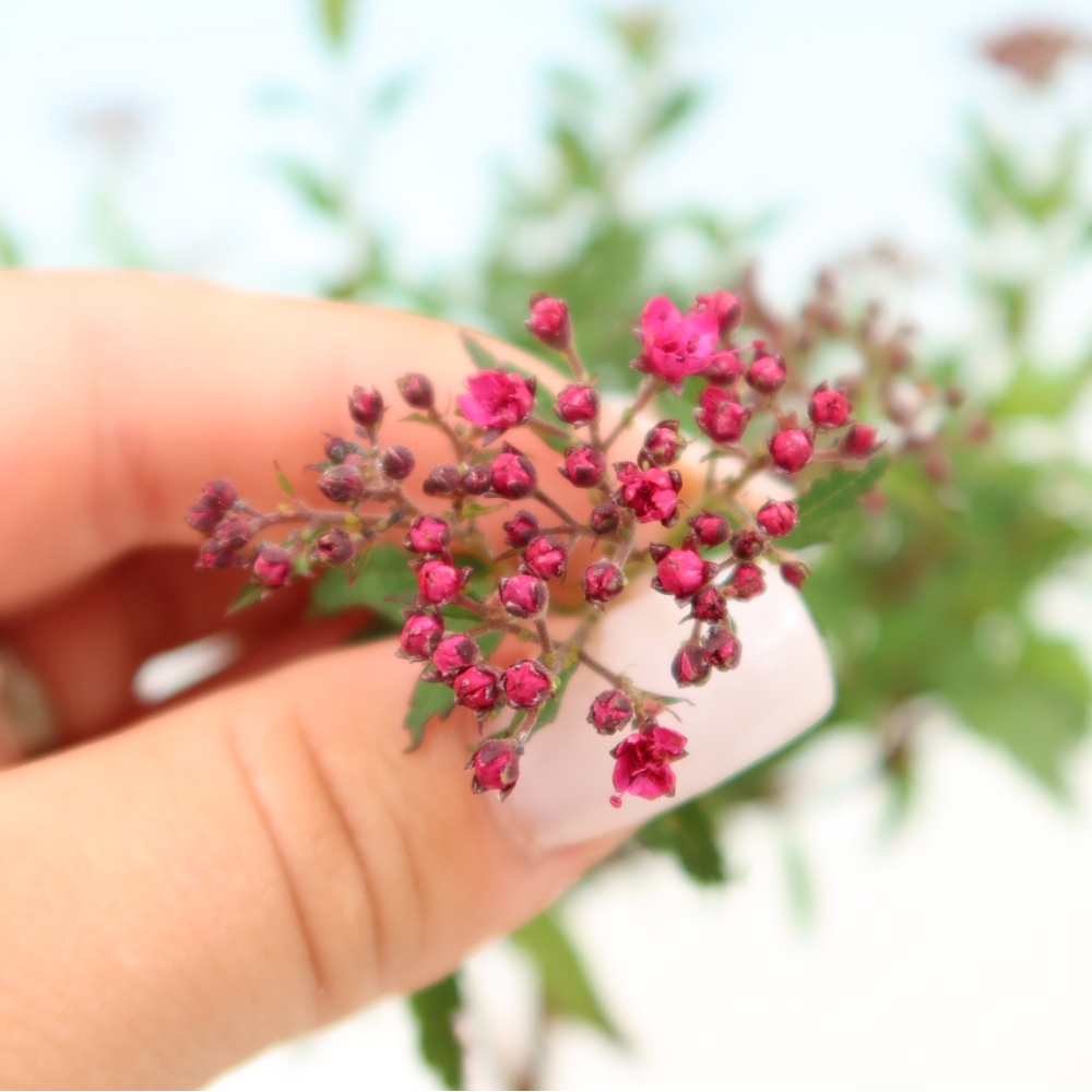 Bonsai ogrodowe – spirea japońska – Spirea japonica Anthony Waterer