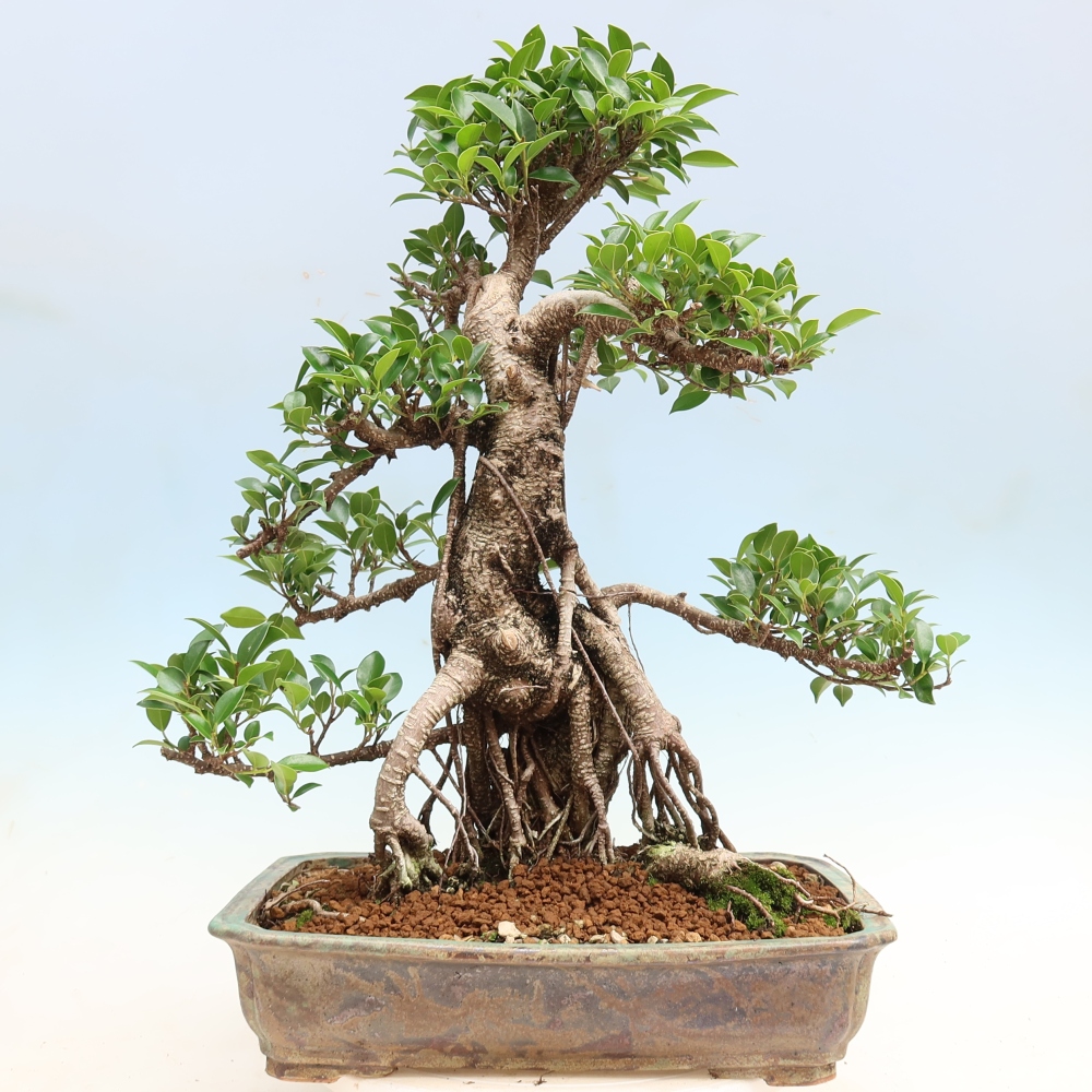 Pokój bonsai - Ficus kimmen - figowiec drobnolistny