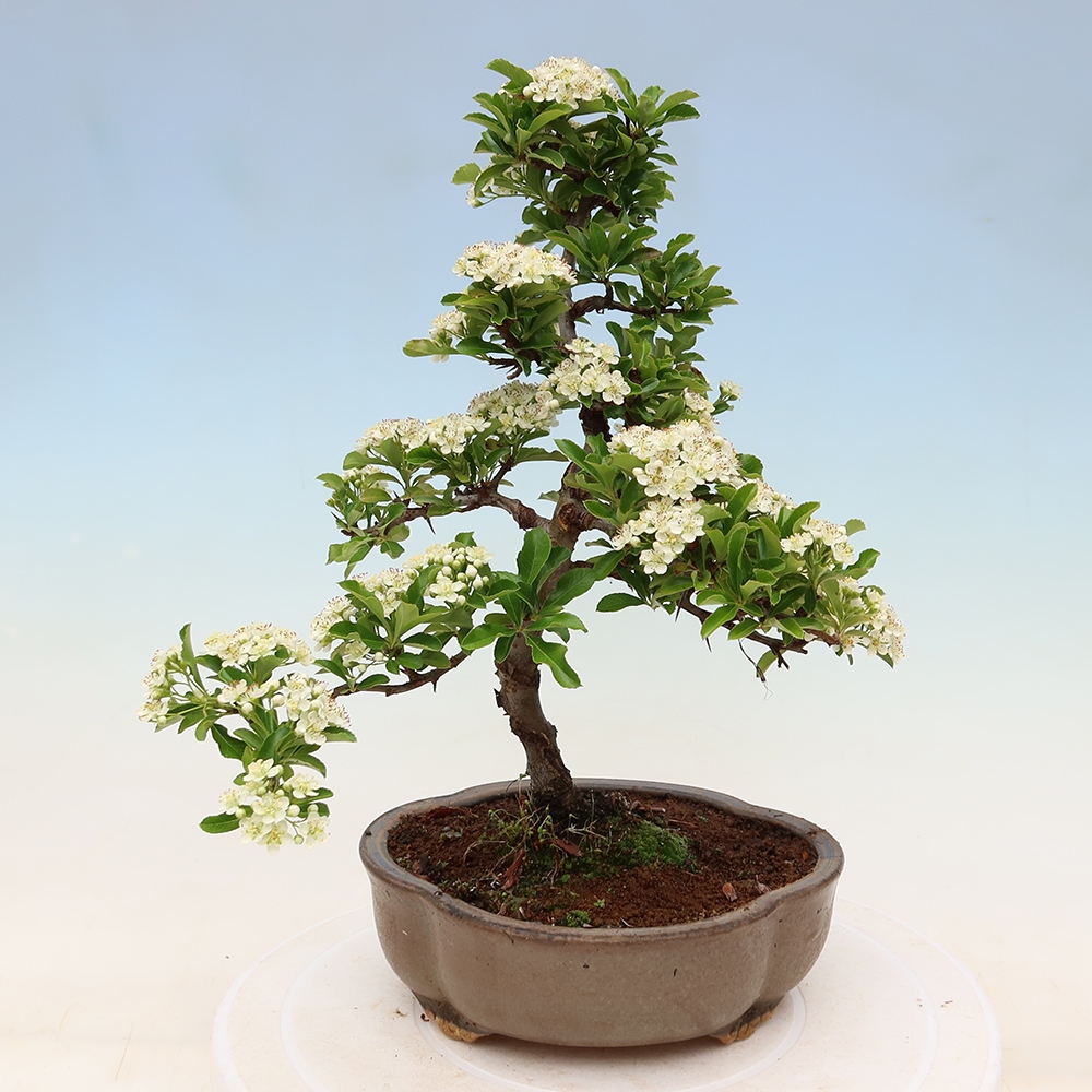 Bonsai ogrodowe – Pyracantha teton – ognik szkarłatny