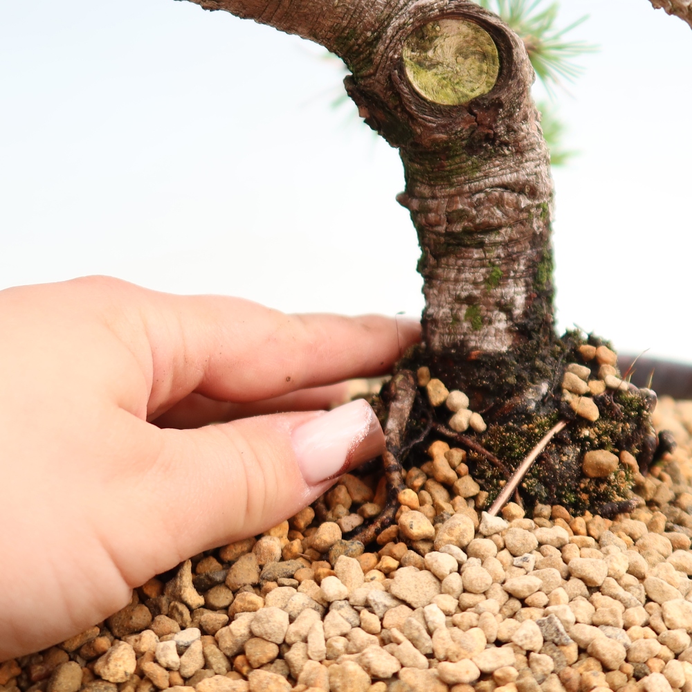 Bonsai ogrodowe – Pinus mugo Humpy – sosna karłowata