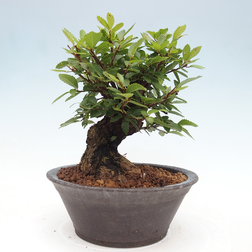 Bonsai zewnętrzne - Zelkova - Zelkova NIRE