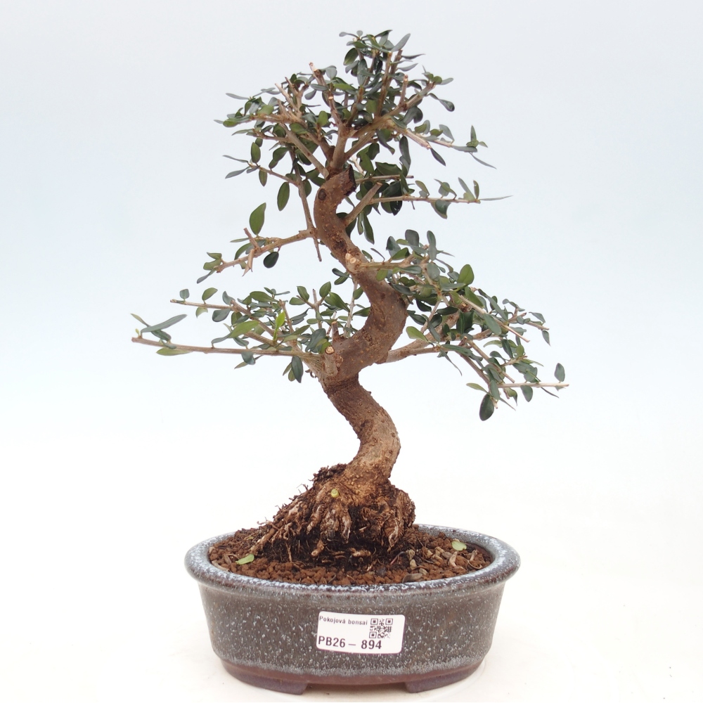 Bonsai do wnętrz - Olea europaea sylvestris