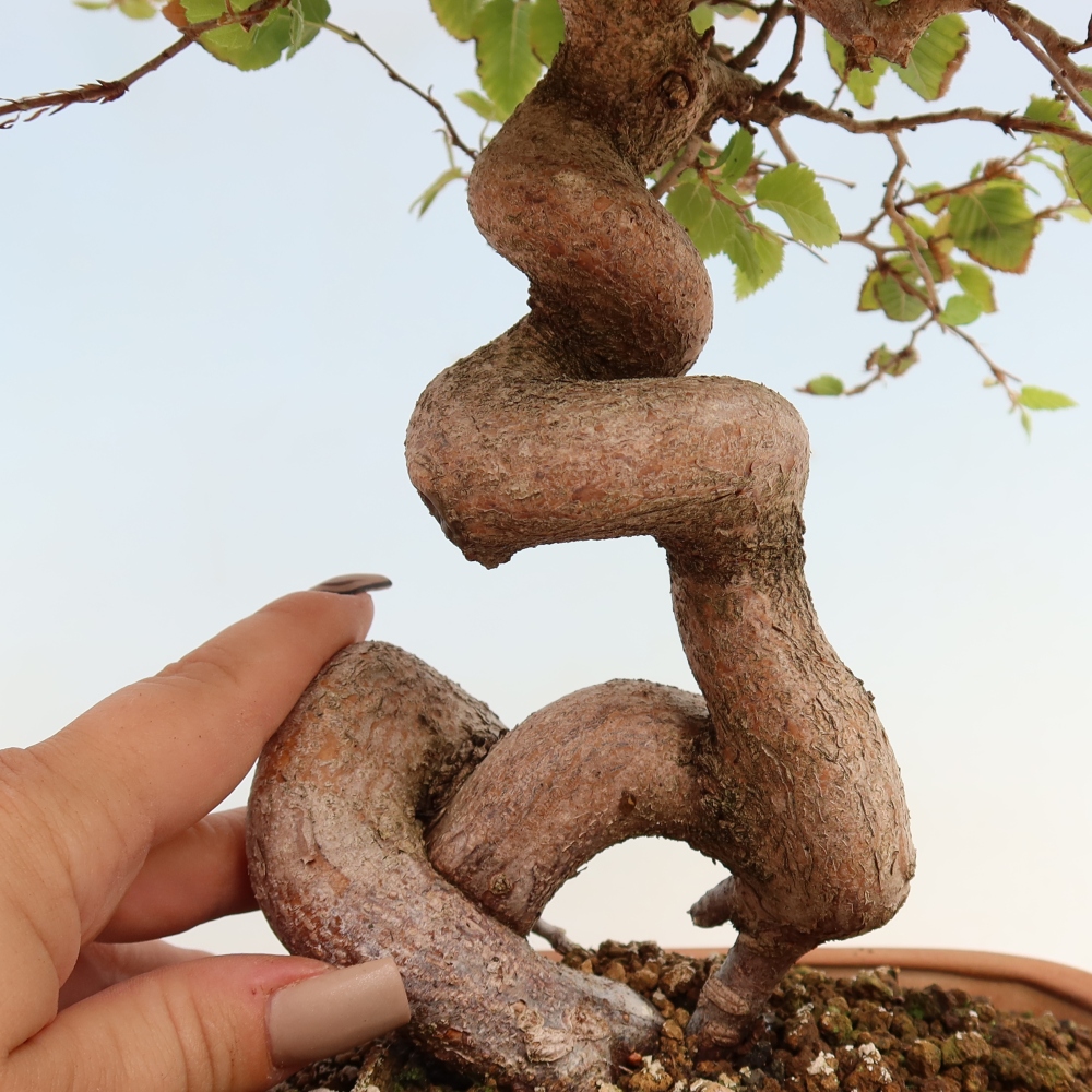 Outdoor bonsai - Carpinus CARPINOIDES - grab koreański