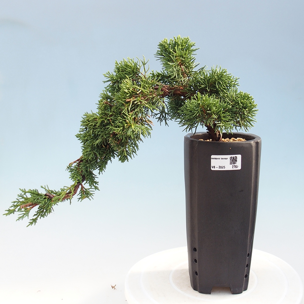 Bonsai zewnętrzne - Juniperus chinensis Kishu - Jałowiec chiński