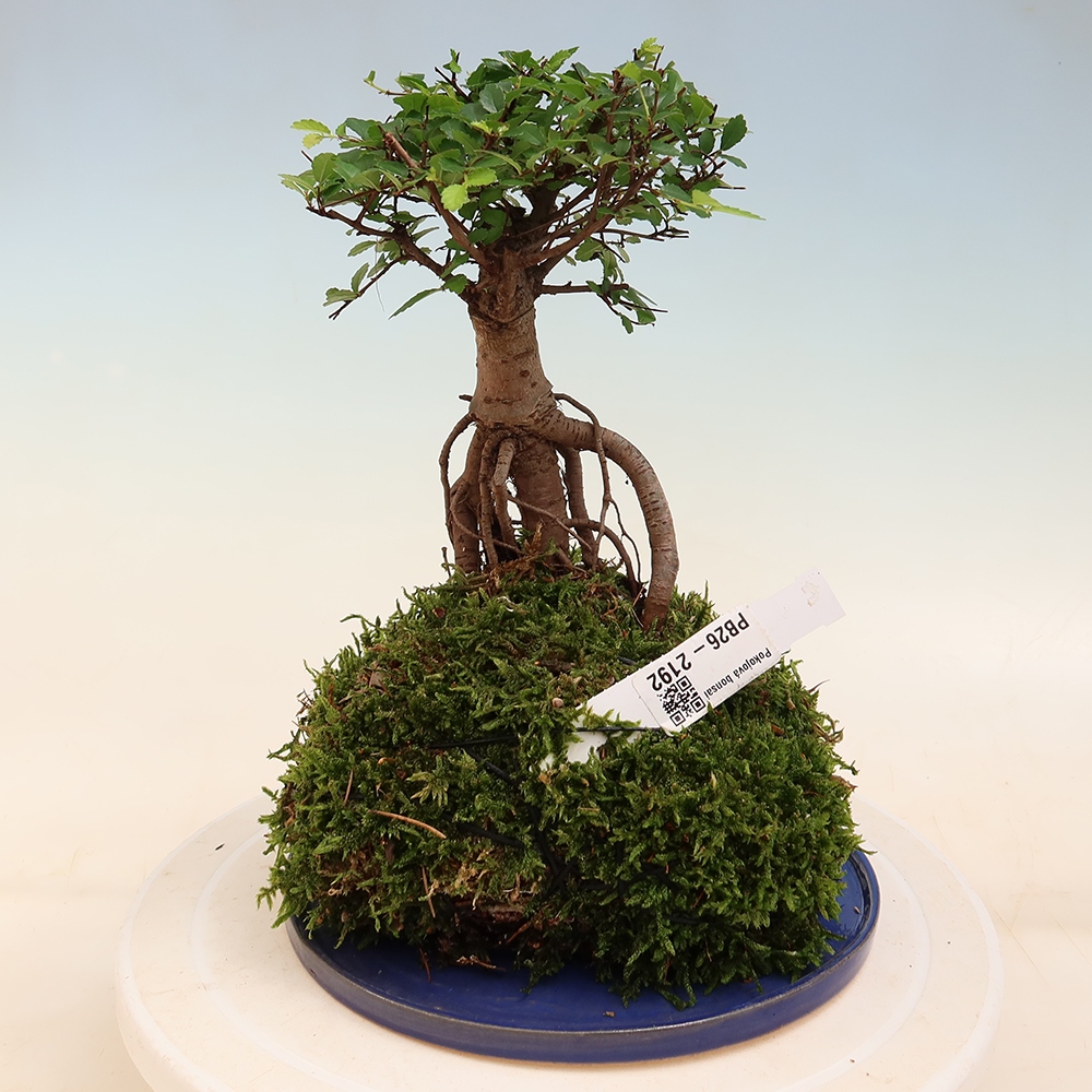 Kokedama z podstawką – Ulmus parvifolia – wiąz drobnolistny
