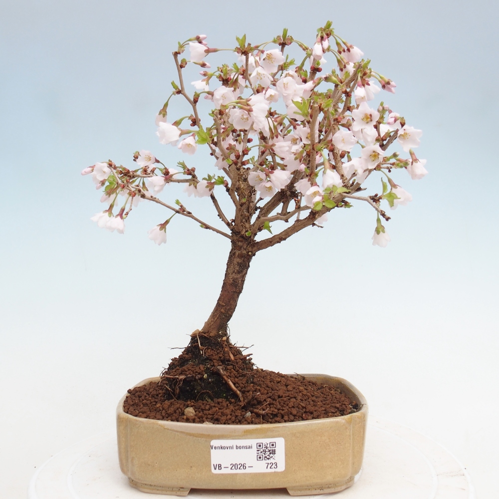 Outdoor bonsai - Prunus incisa Kojou-no mai-Plivon wycięty
