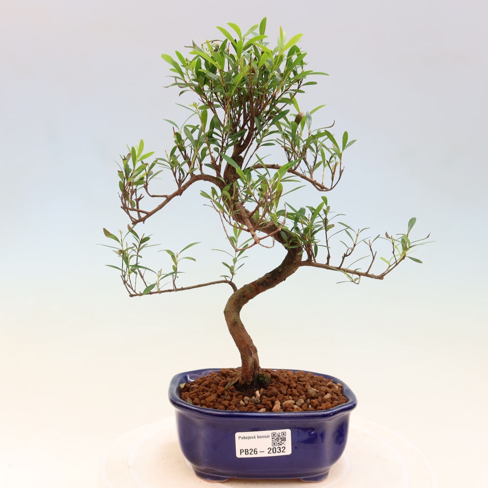 Pokój bonsai - Syzygium - Pimento