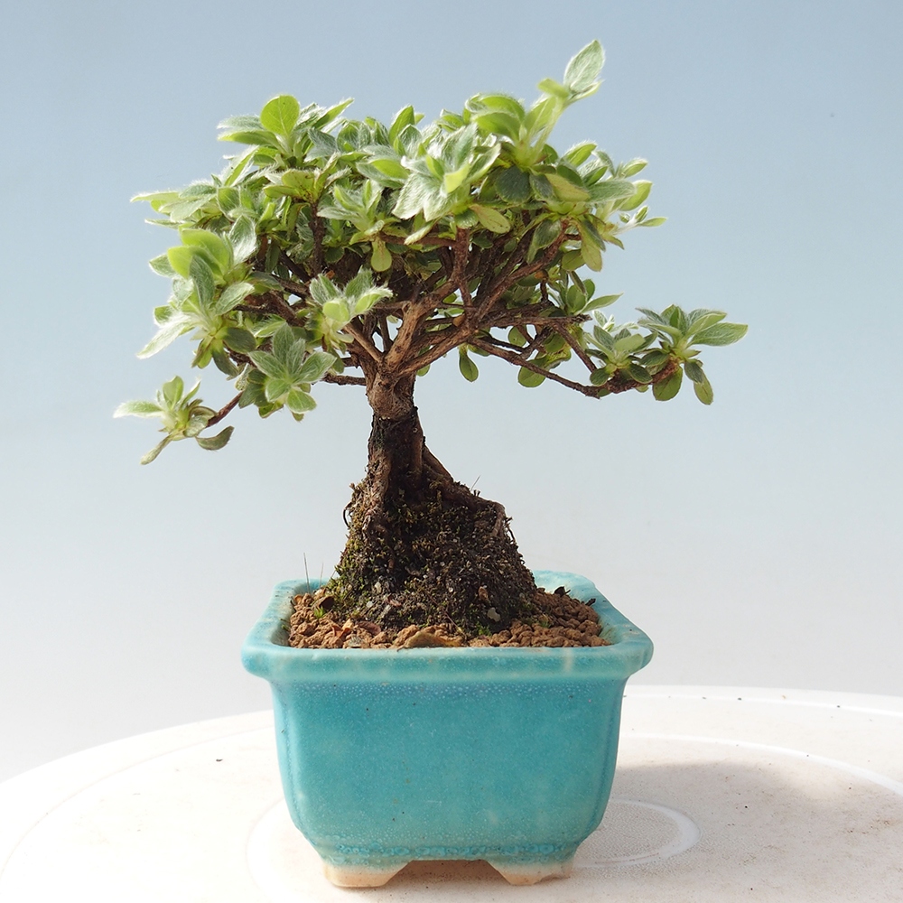 Outdoor bonsai - Rododendron indicum - Azalia japońska