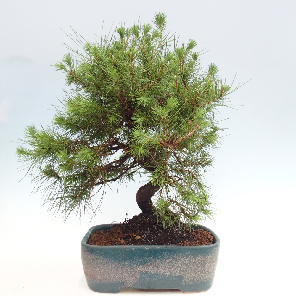 Pokój bonsai - Pinus halepensis - Sosna z Aleppo