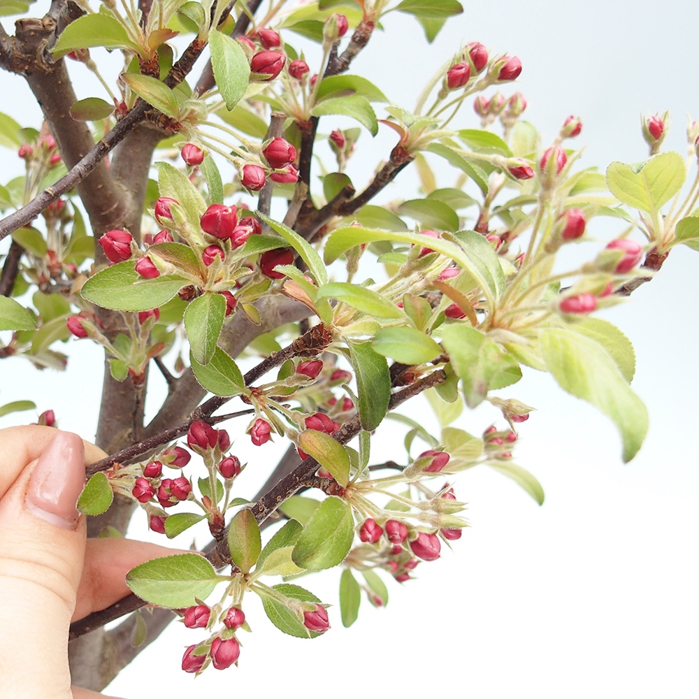 Outdoor bonsai - Malus domestica - Jabłoń czerwonolistna o małych owocach