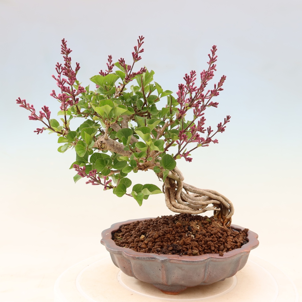 Outdoor bonsai - Syringa microphylla - liliowiec drobnokwiatowy