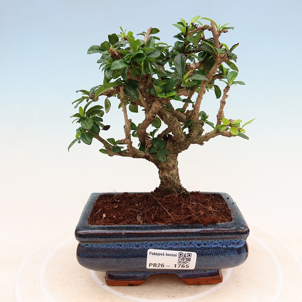 Bonsai pokojowe - Carmona macrophylla - Tea fuki