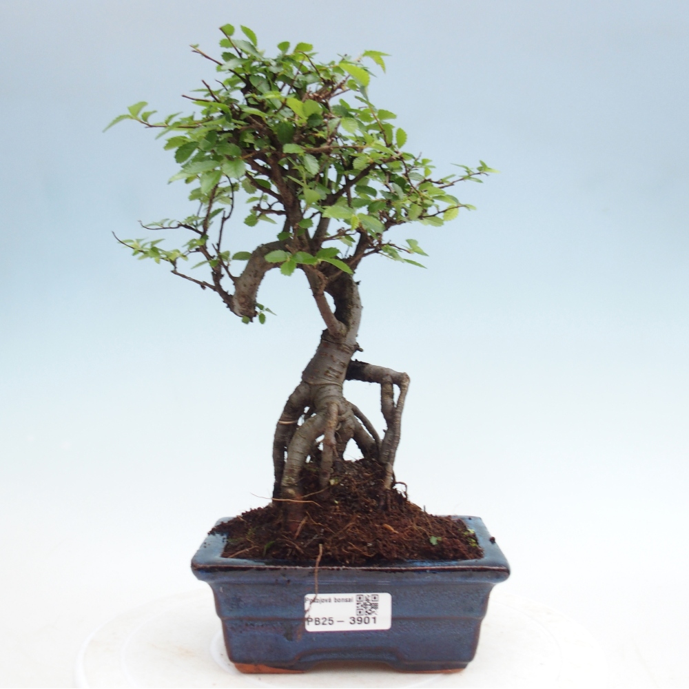 Pokój bonsai - Ulmus parvifolia - Wiąz drobnolistny