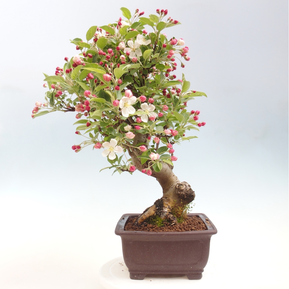 Outdoor bonsai - Malus halliana - Jabłoń drobnoowocowa