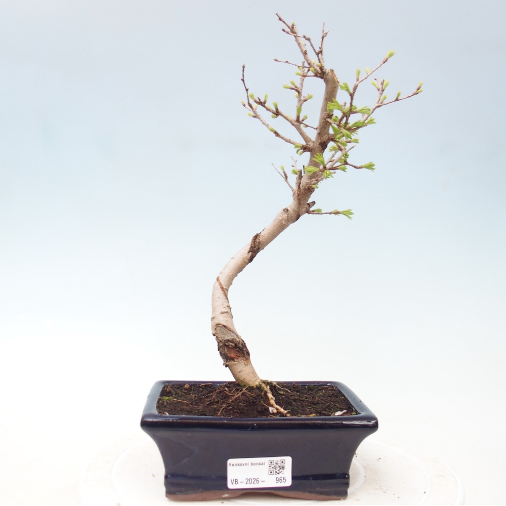 Bonsai zewnętrzne - Pseudolarix amabis-Pseudolarix amabis