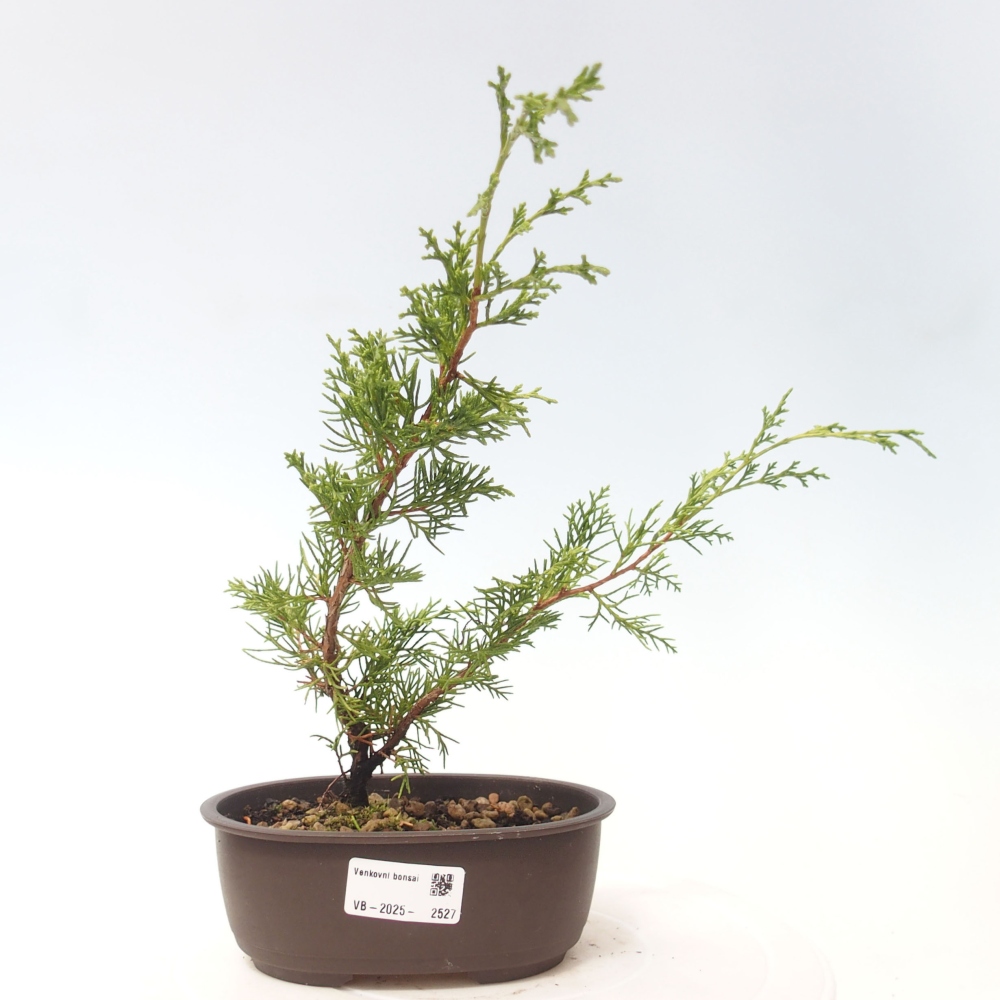 Outdoor bonsai - Juniperus chinensis Itoigawa - Jałowiec chiński