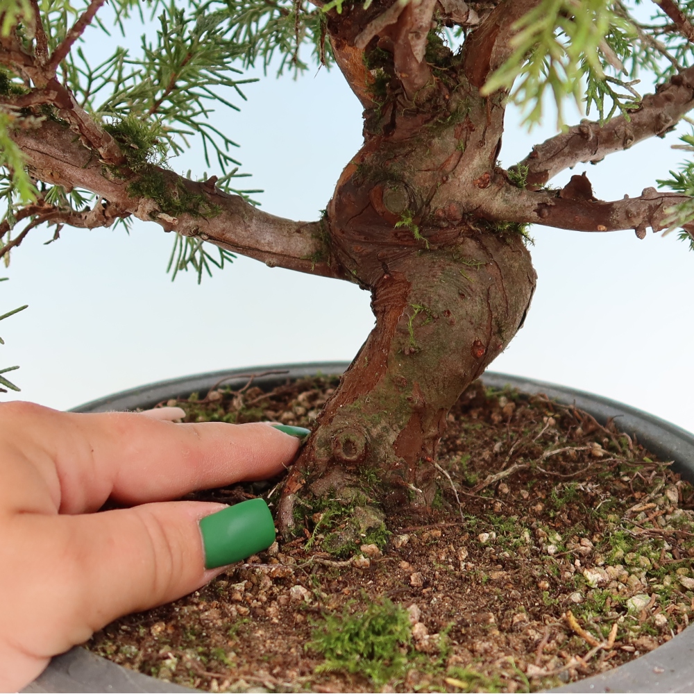 Bonsai ogrodowe – Juniperus chinensis Itoigawa – jałowiec chiński