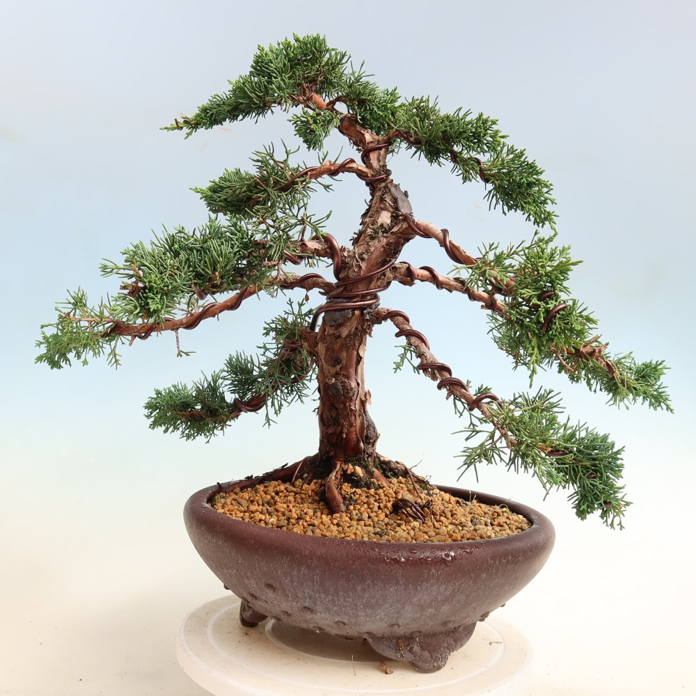 Outdoor bonsai - Juniperus chinensis Kishu