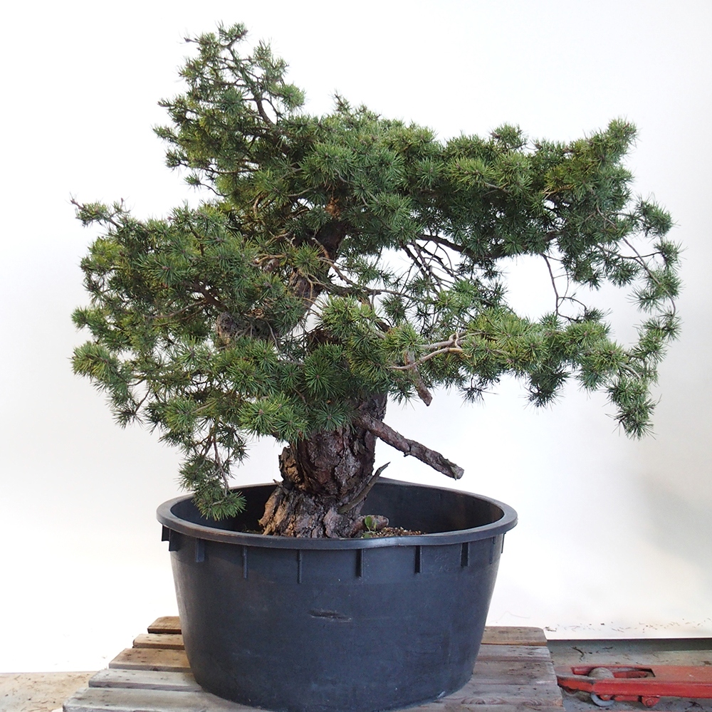 Yamadori - Pinus sylvestris Hiszpania