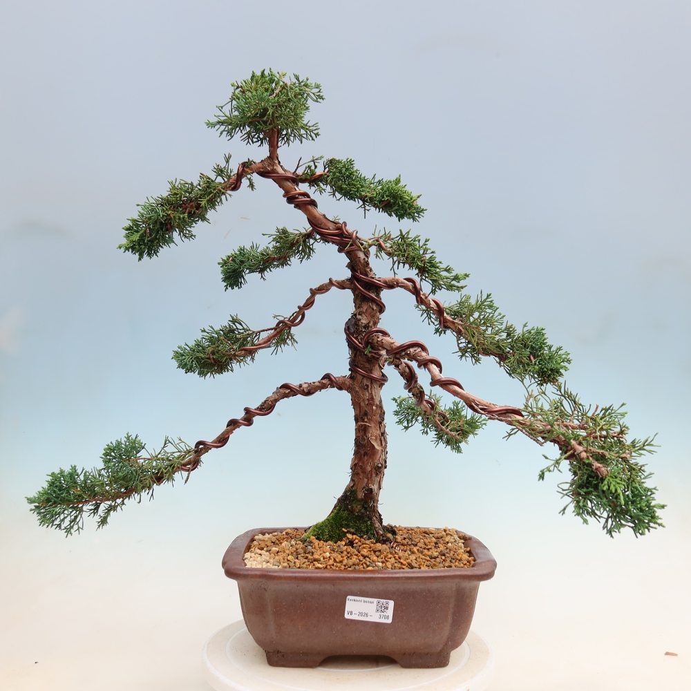 Outdoor bonsai - Juniperus chinensis Kishu