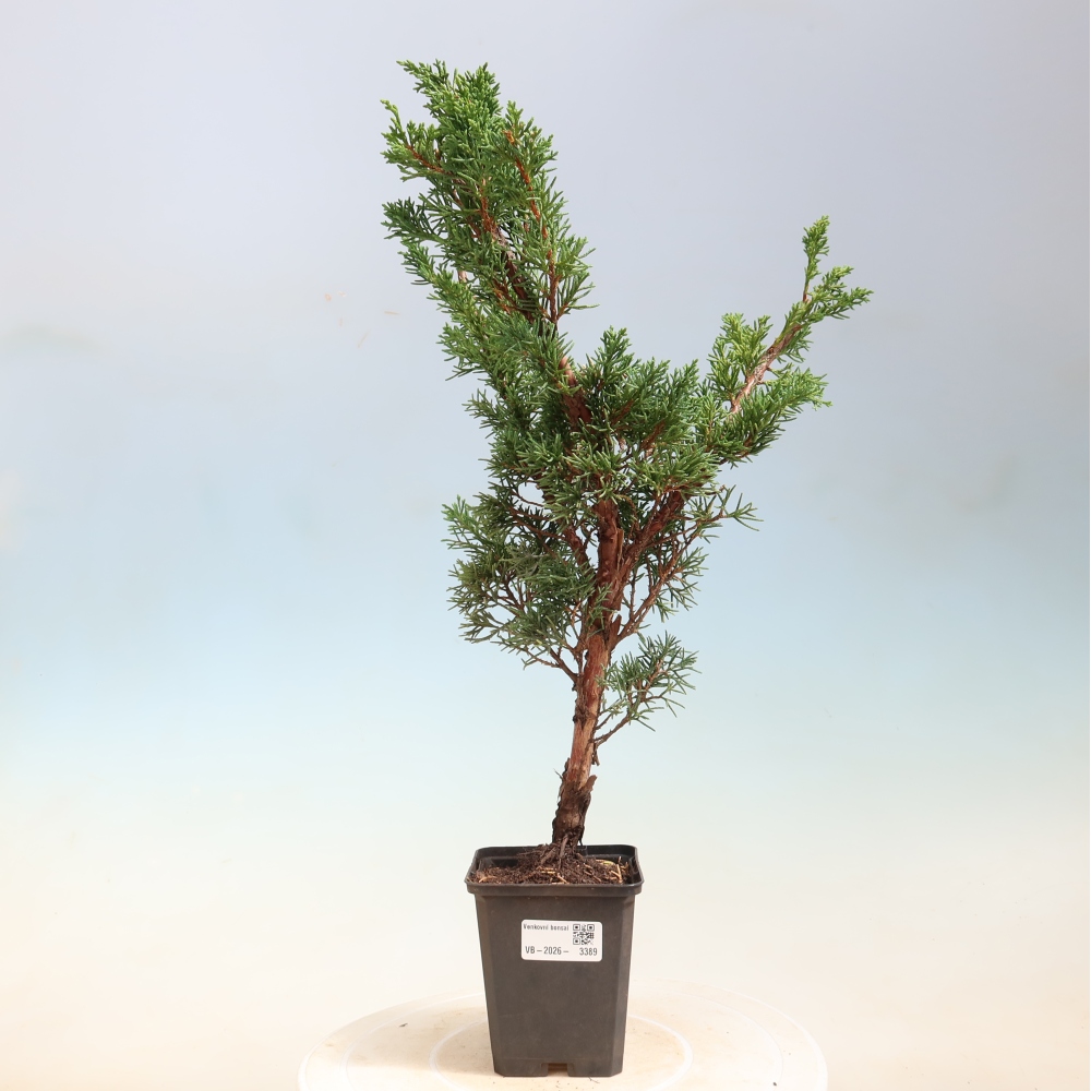 Outdoor bonsai - Juniperus chinensis Kishu