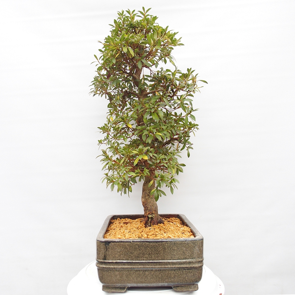 Bonsai zewnętrzne - Azalia japońska - Azalia satsuki