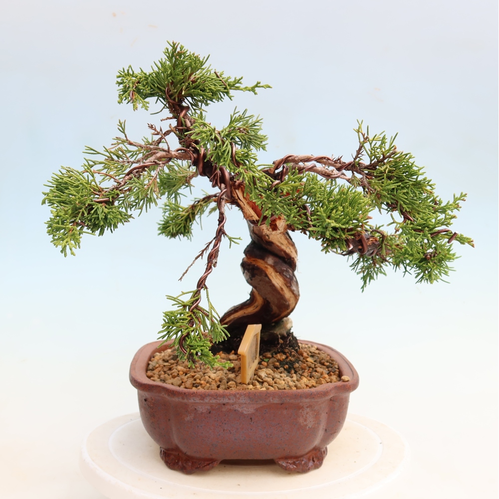Bonsai ogrodowe – Juniperus chinensis Itoigawa – jałowiec chiński