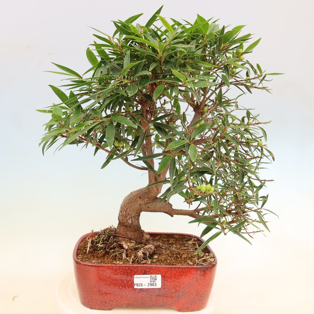 Pokój bonsai - Ficus nerifolia - figowiec drobnolistny
