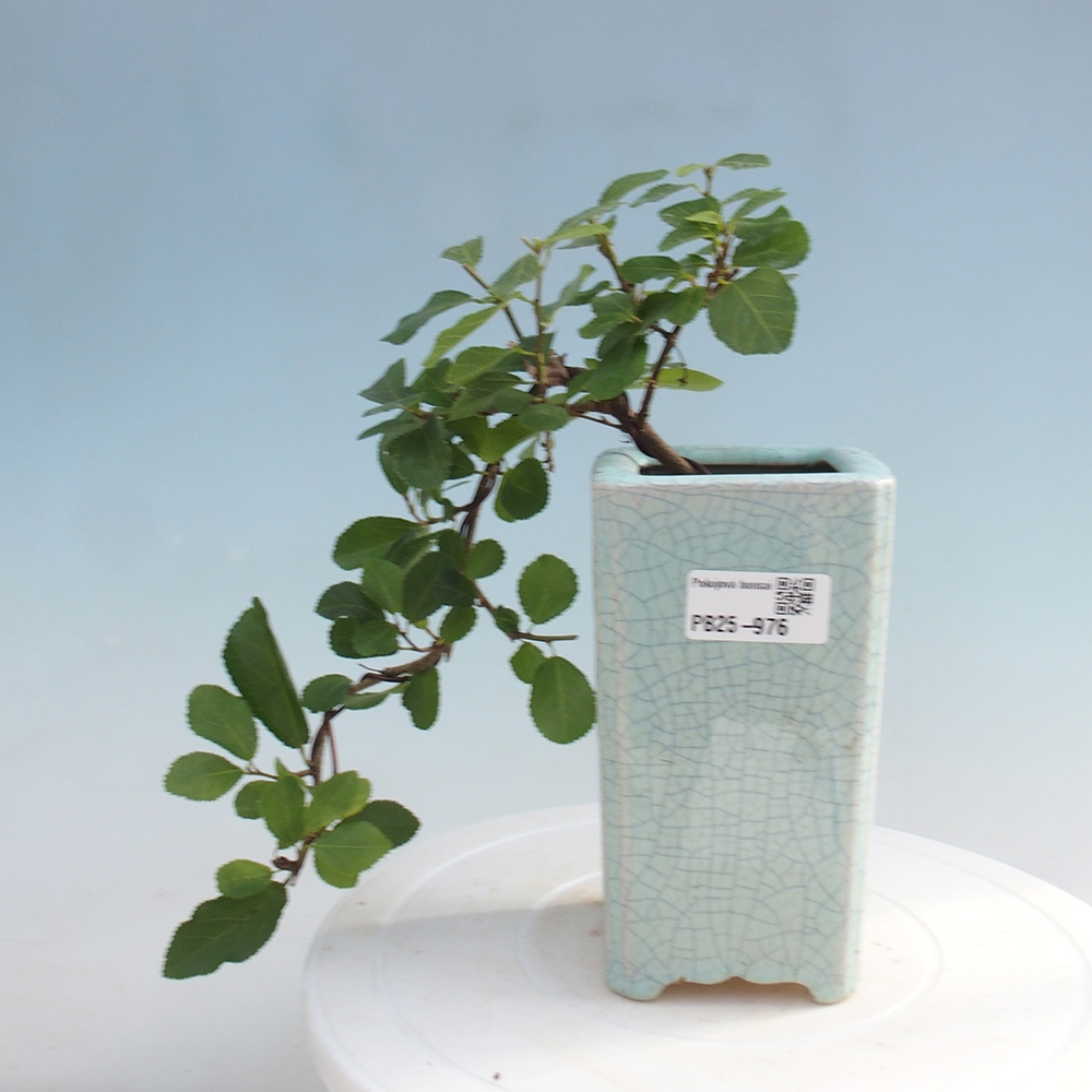 Kryty bonsai - Grewia occidentalis - Lawendowa gwiazda