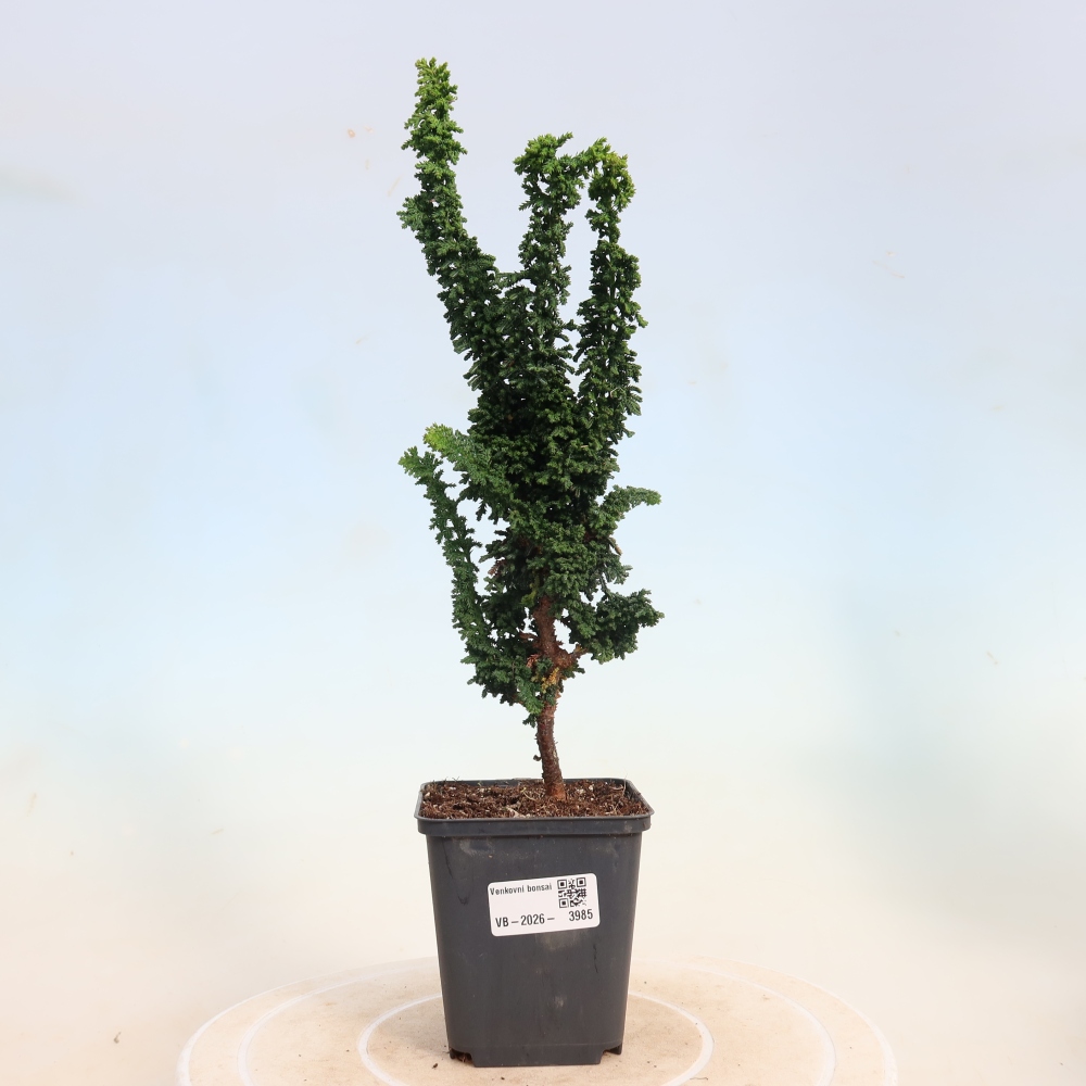 Bonsai zewnętrzne - Cham. obtusa SEKKA HINOKI - Cyprys