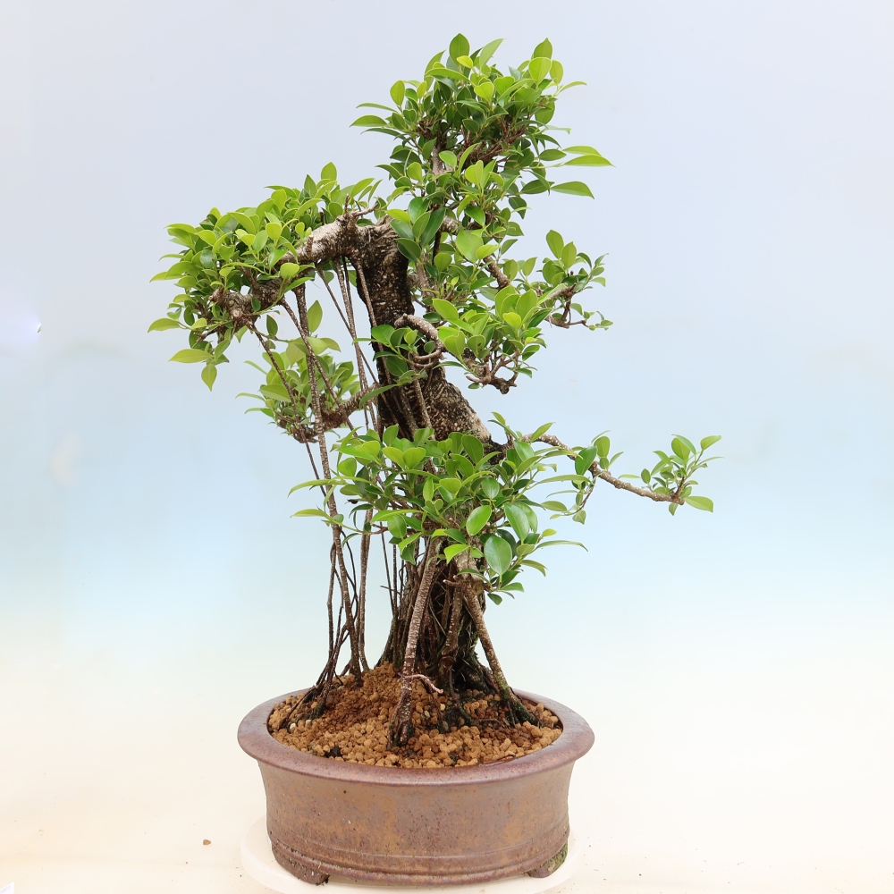 Pokój bonsai - Ficus kimmen - figowiec drobnolistny