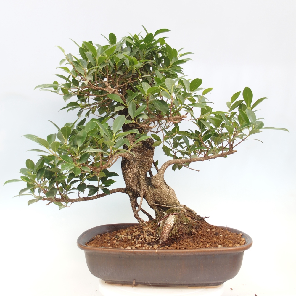 Bonsai pokojowe - Ficus kimmen - figowiec drobnolistny - WYŁĄCZNIE ODBIÓR OSOBISTY lub transport paletowy