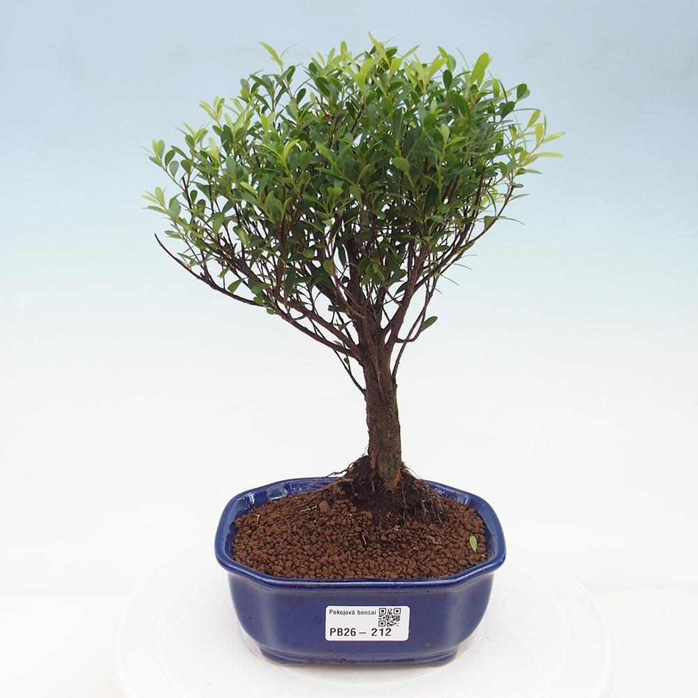 Pokój bonsai - Syzygium - Pimento