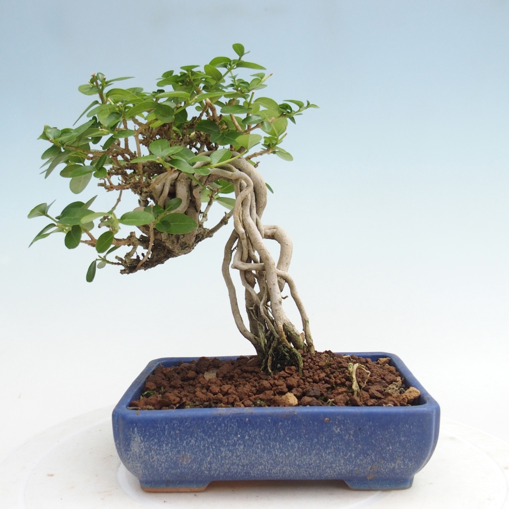 Indoor bonsai - Premna serratifolia - Kozlovna malolista