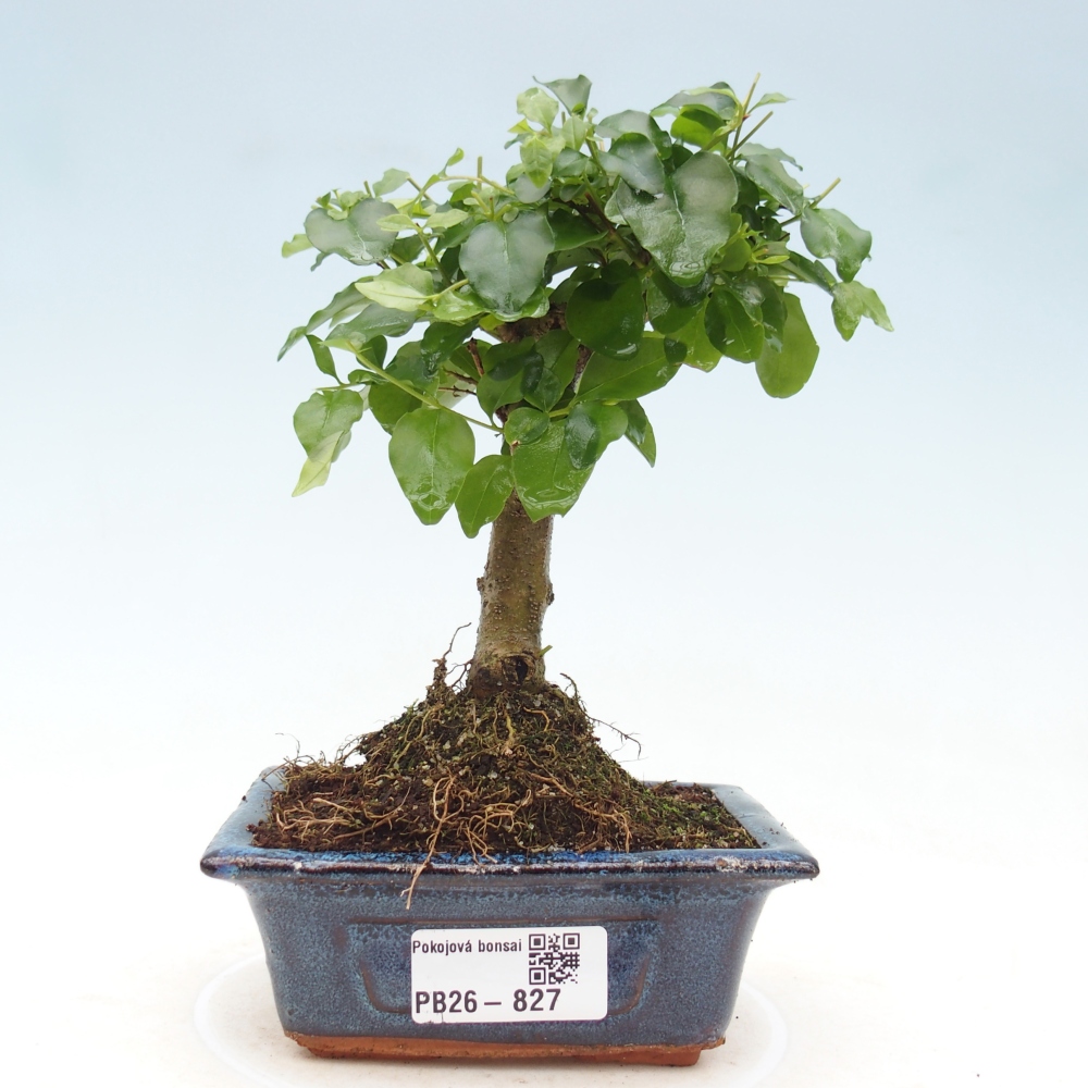 Pokój bonsai - Ligustrum chinensis - Dziób ptaka