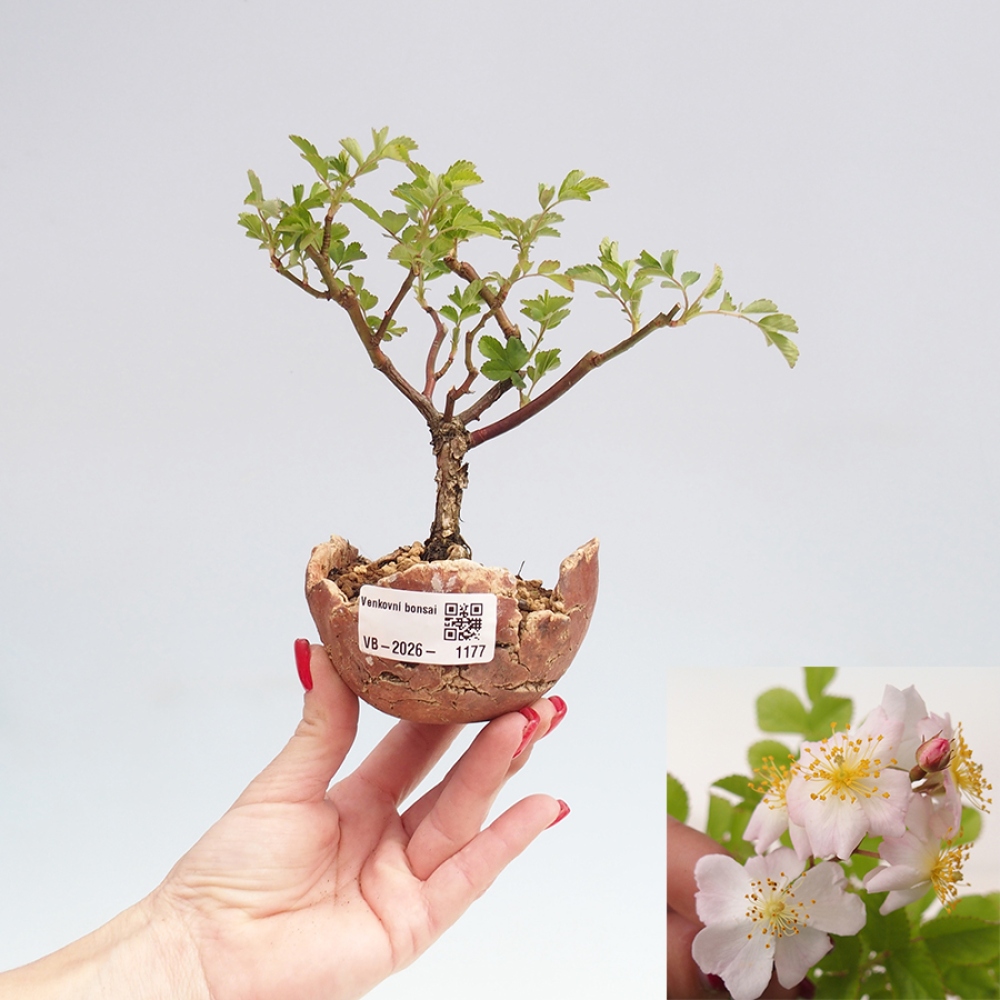 Outdoor bonsai - Rosa sp. - róża drobnokwiatowa