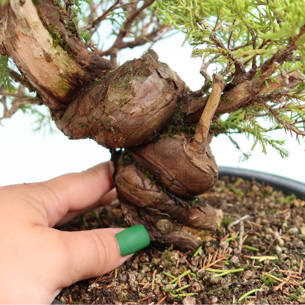 Bonsai ogrodowe – Juniperus chinensis Itoigawa – jałowiec chiński