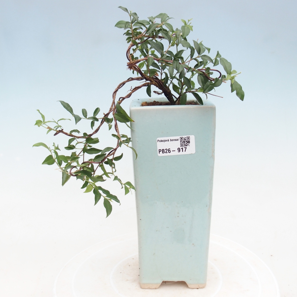Pokój bonsai - Malpighia coccigera- Barbdor Cherry
