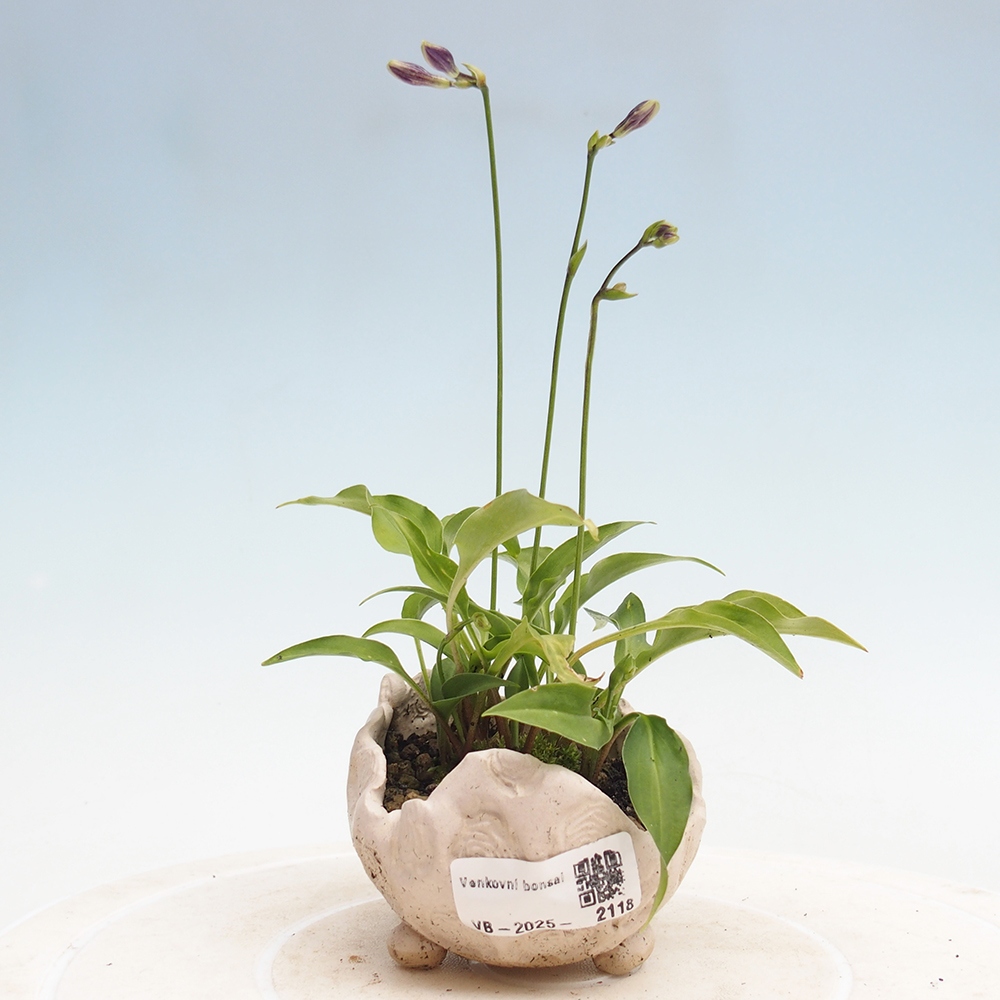Outdoor bonsai - Mini Hosta - Bogini