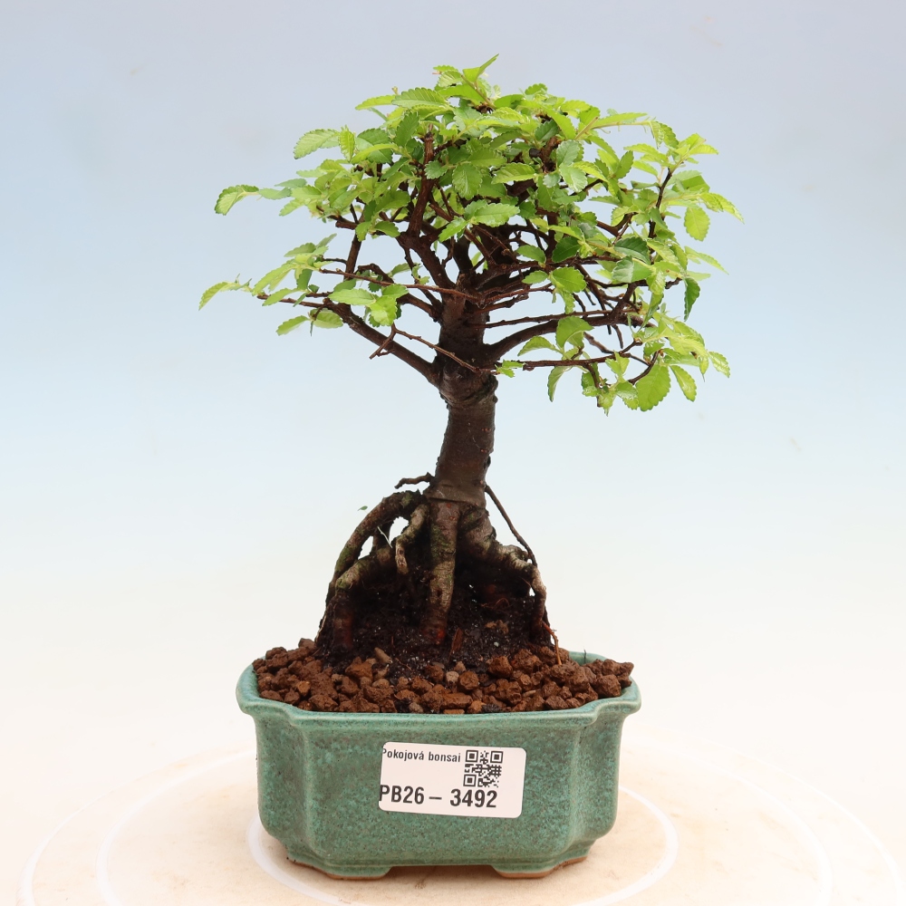 Pokój bonsai - Ulmus parvifolia - Wiąz drobnolistny
