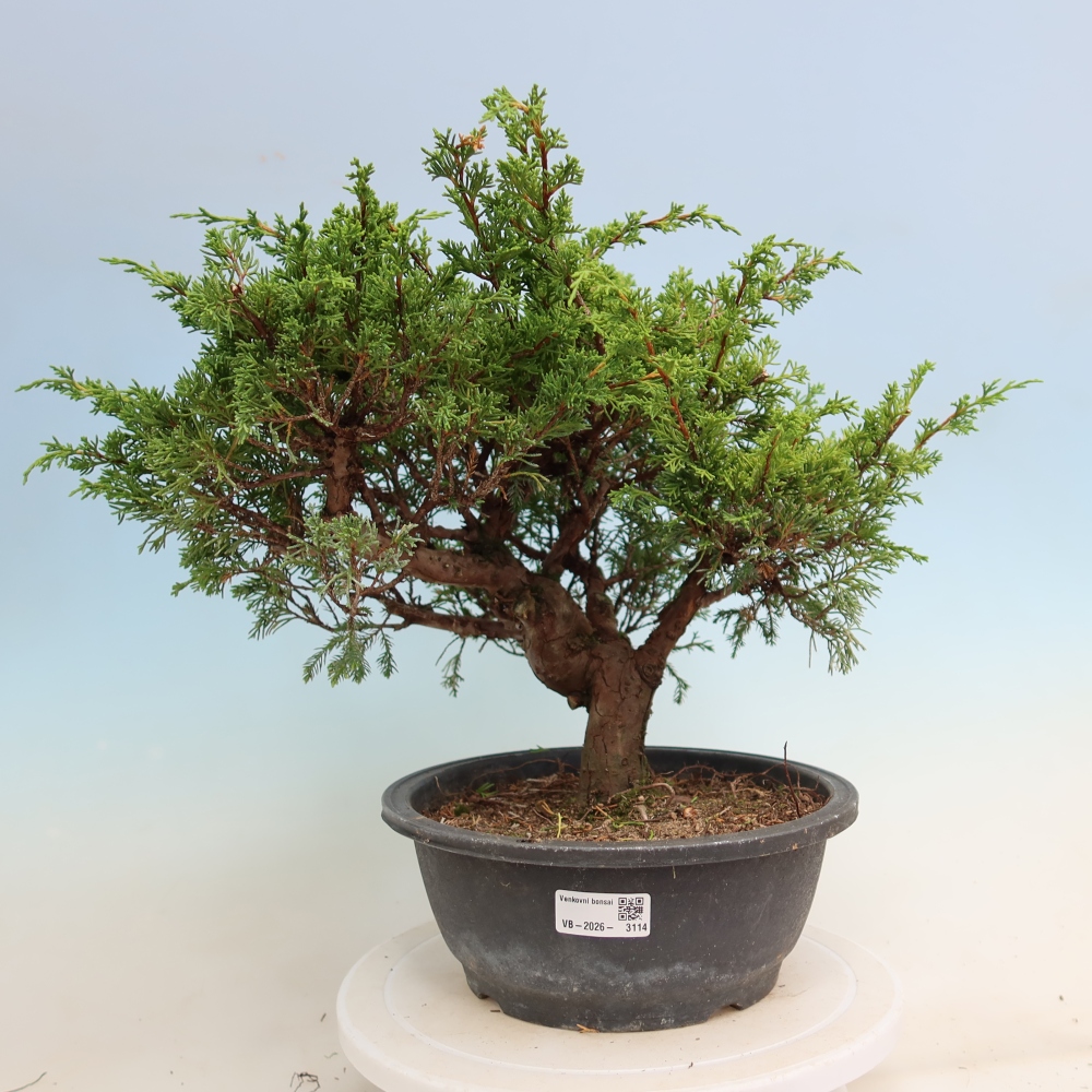 Bonsai ogrodowe – Juniperus chinensis Itoigawa – jałowiec chiński